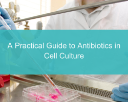 A Practical Guide to Antibiotics in Cell Culture - cover